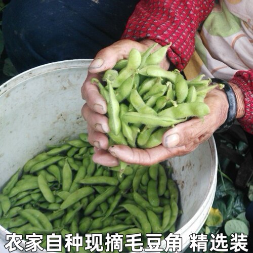 新鲜毛豆带壳湖北特产青毛豆本地毛豆露天蔬菜农家自种现摘毛豆角