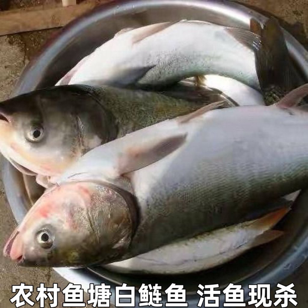 农村鱼塘自养淡水鱼水鲢跳鲢整条鱼水鲢白鲢鱼鲢鳙鲢子活鱼现杀