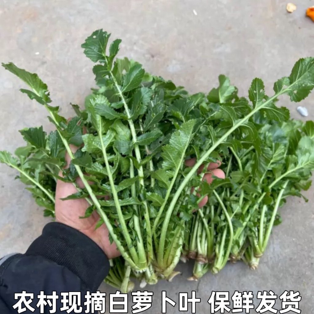 农家新鲜白萝卜菜萝卜梗当季蔬菜白萝卜叶子白萝卜缨子嫩萝卜苗,水产肉类/新鲜蔬果/熟食,叶菜类,淘宝优惠券,粉丝福利购,淘宝优惠卷