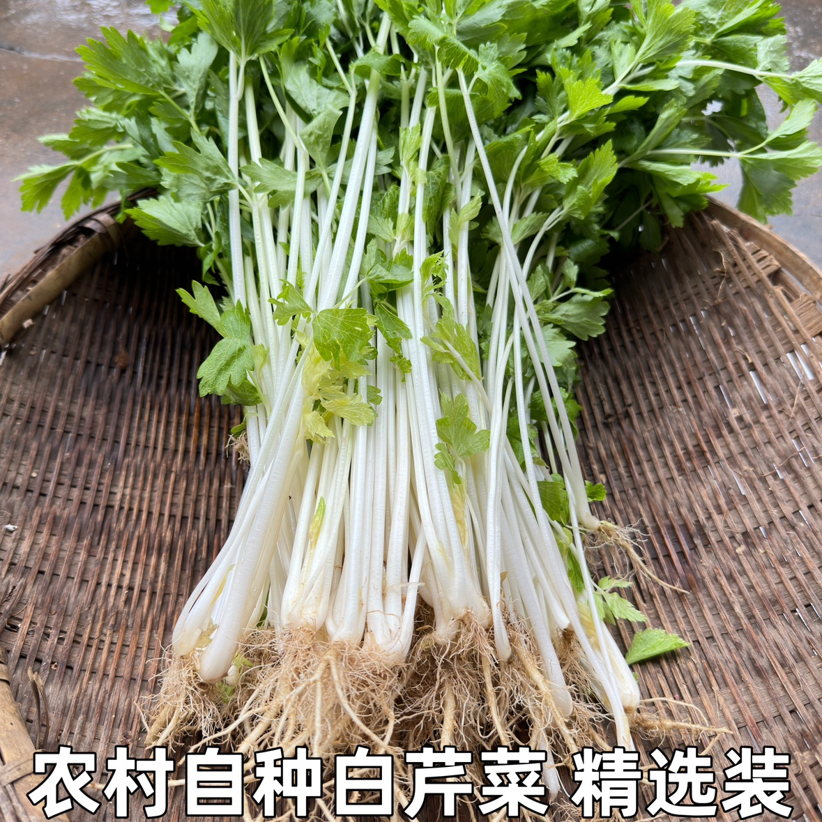 鲜嫩白芹菜白芹菜老品种现挖香芹菜细芹菜水芹菜香芹新鲜蔬菜包邮