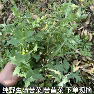 苦荬菜 苦荬 现摘现发 续断菊苦马菜苦苣 野生新鲜花叶滇苦菜