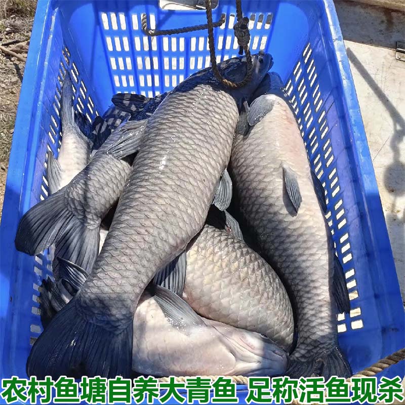 湖北宜昌农村自家鱼塘大青鱼鲜活现杀新鲜大螺丝青鱼非草鱼淡水鱼