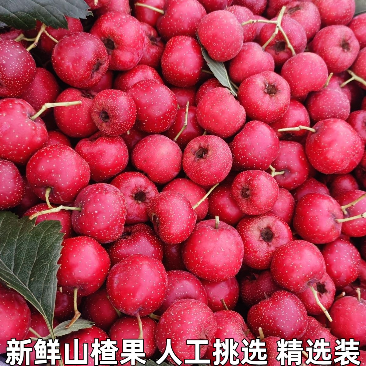 新鲜山楂果水果山里红铁山楂冰糖葫芦山楂大果新鲜山楂果山楂包邮