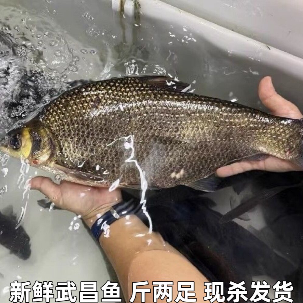 鳊鱼淡水鱼鲜活鳊鱼扁鱼新鲜湖北宜昌直发新鲜武昌鱼水产包邮