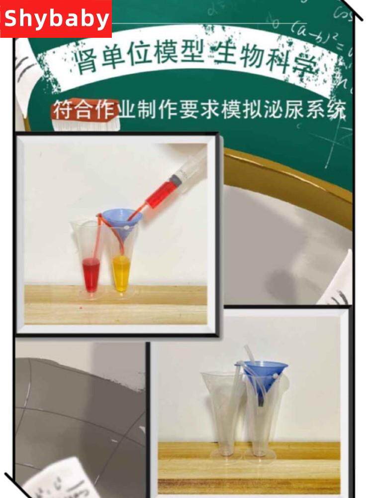 肾单位模型泌尿系统模型初中生物模型肾小球制作材料包尿液形成怎么看?