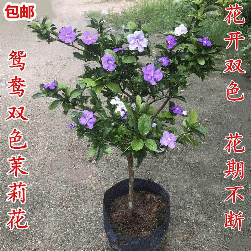 （鸳鸯双色茉莉花盆栽绿植变色茉莉虎头茉莉四季开花浓香带花苞