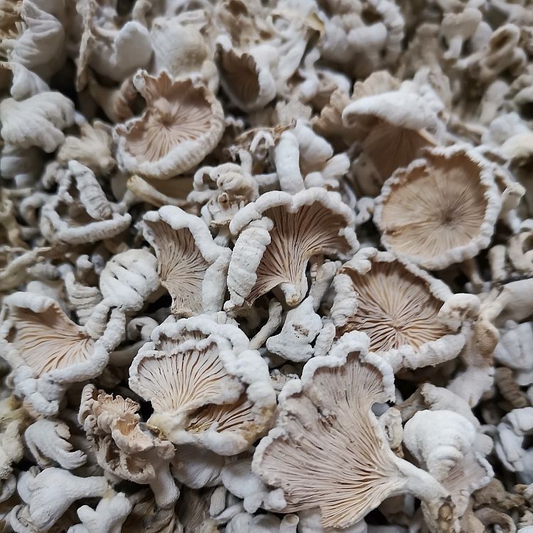 云南白参菌干货 裂褶菌云腿白参食材白参菌100g