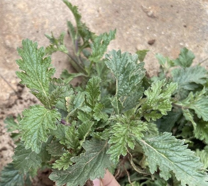 云南马鞭草新鲜现挖原生态中药材铁马鞭马鞭梢中草药