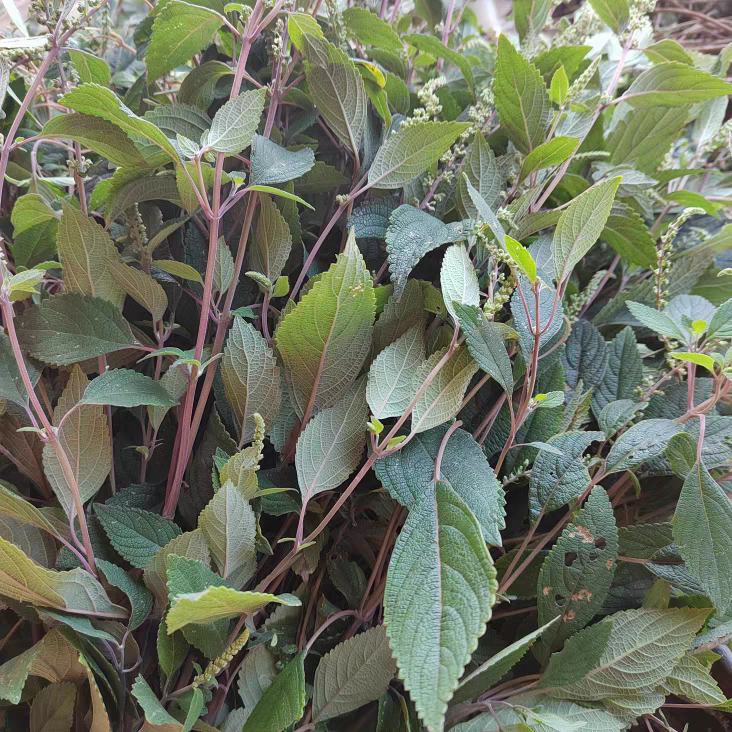野坝子茶中草药野坝蒿餐用茶散装绿茶凉茶煮鸡搭档特价清香型直销