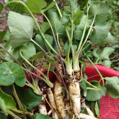 新鲜山当归青草杏叶茴芹鹅脚板杏叶防风羊膻草七百路通骚羊古