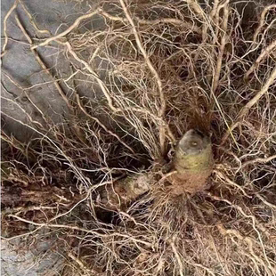 食用艾蒿种白蒿苗艾蒿苗新鲜食用艾草秧子四季种植现挖红艾蒿根