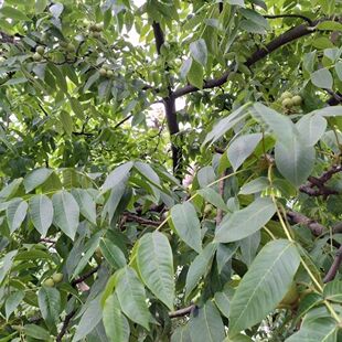 野生鲜核桃叶新鲜干核桃叶子山核桃树叶现摘现发1斤包邮