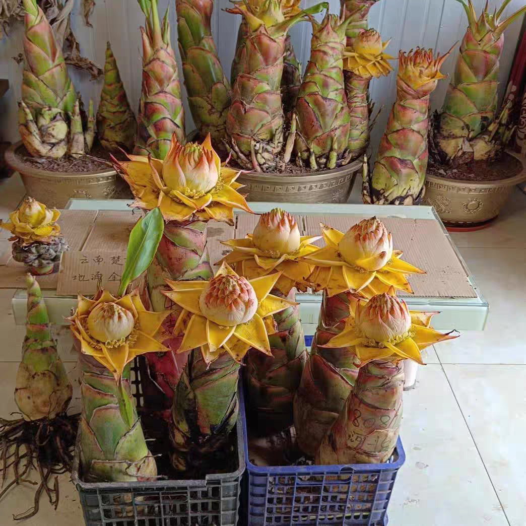 云南地涌金莲绿植千瓣莲花养不死大型盆栽地莲花懒人花苗产地直发