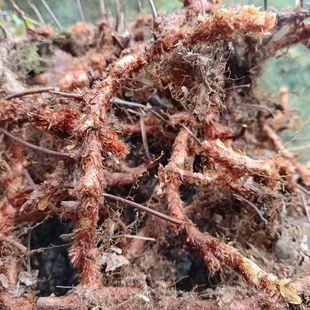 云南正宗野生新鲜骨碎补深山毛姜爬岩姜石岩接骨过山龙中药材