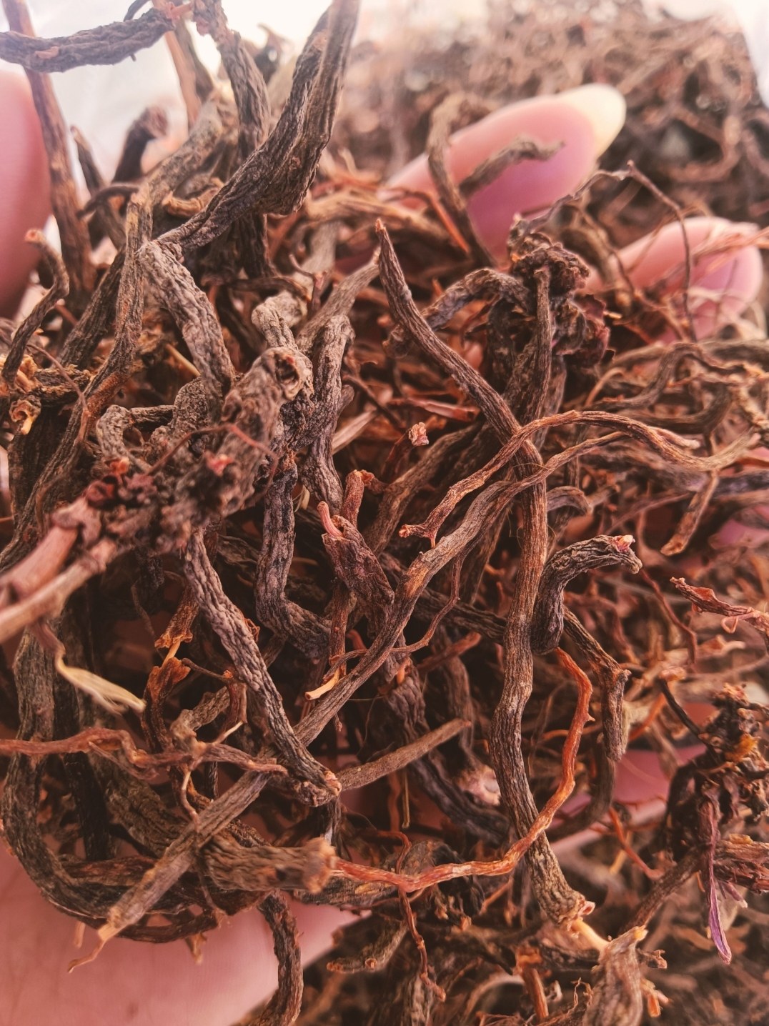 云南大山深处自然生长纯正小红参,滇紫参,小舒筋,