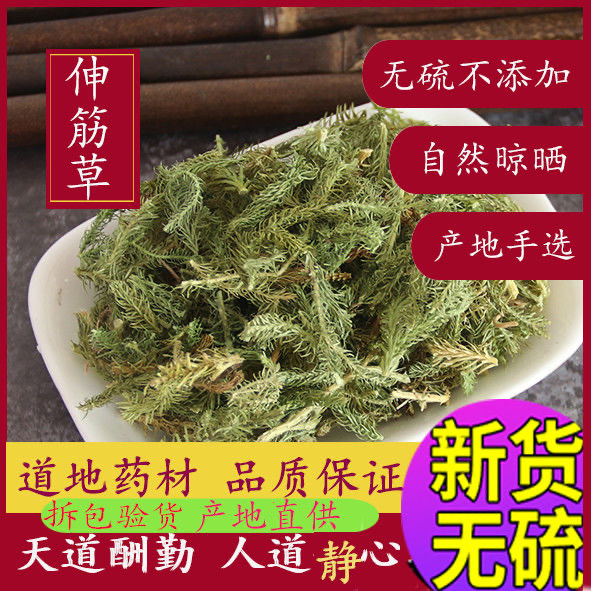 云南野生伸筋草中药材500g正品 新鲜 绿色舒筋草泡脚透骨草益
