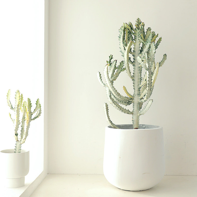 白龙骨盆栽室内外绿植仙人掌大型植物沙生造景大戟科量天尺仙人柱