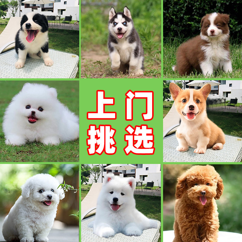 拉布拉多柴犬边牧金毛哈士奇萨摩耶比熊泰迪博美幼犬纯种活宠物狗