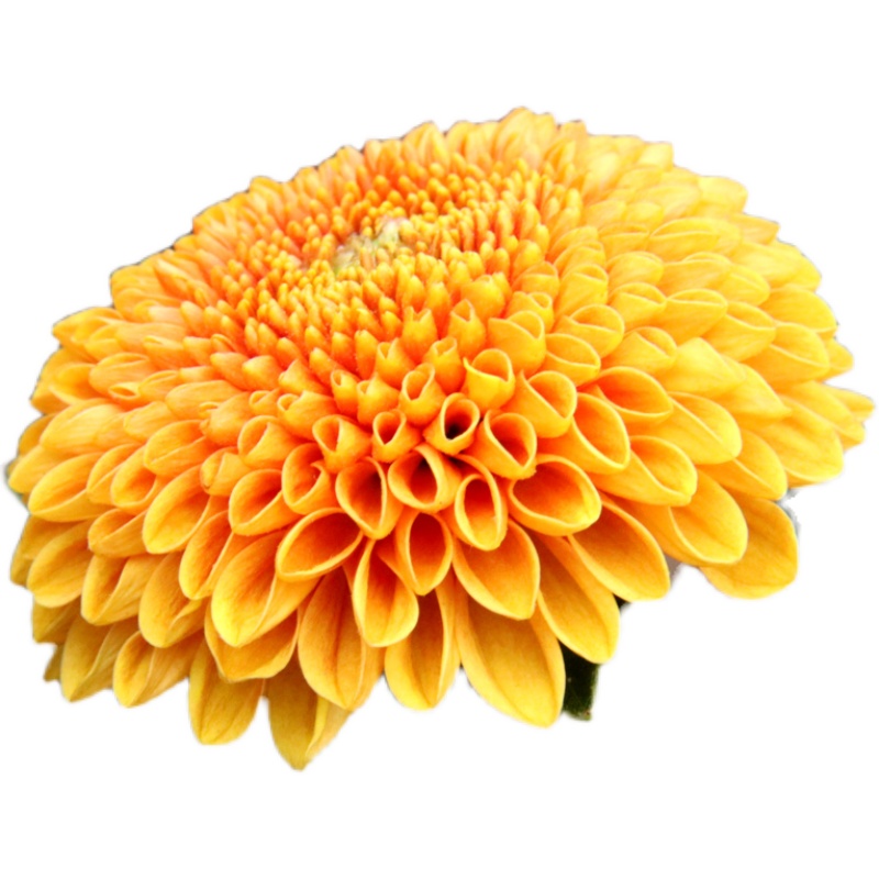高档乒乓菊盆栽菊花鲜花花卉菊花苗室外院落阳台草花盆景四季开花