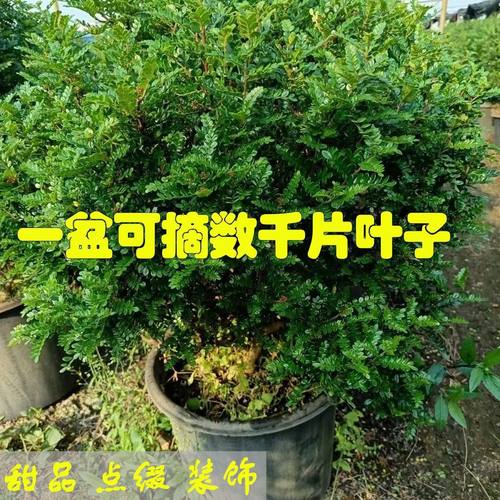 正宗清香木盆栽老桩树苗胡椒木蛋糕装饰西餐饮品绿植叶子驱蚊植物