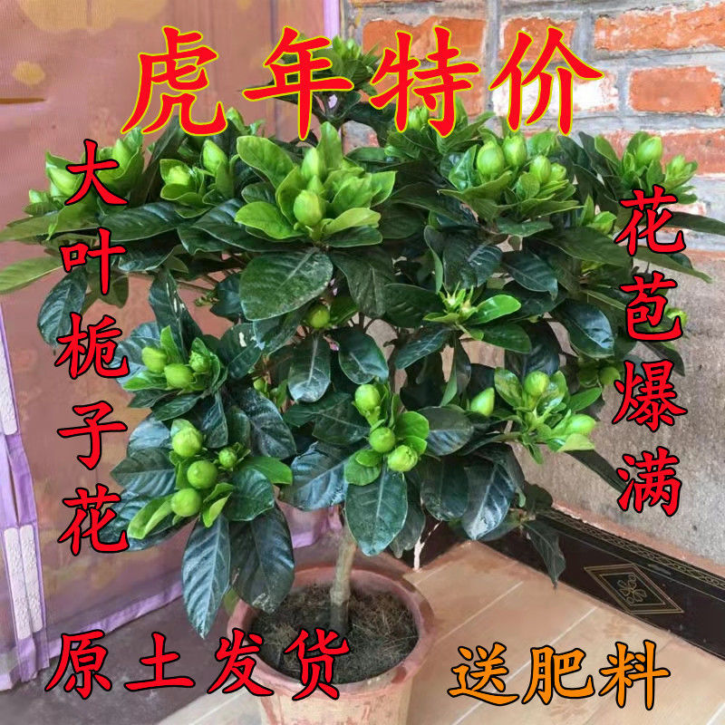 牡丹栀子花苗大叶小叶栀子四季常青带花苞绿植盆栽浓香型开花花卉