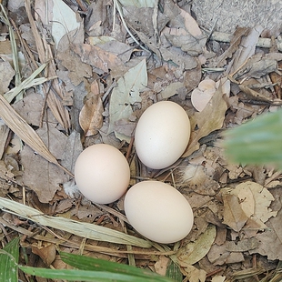 土鸡蛋正宗农家散养谷物鲜鸡蛋纯真正农村放自养新鲜孕妇土草鸡蛋