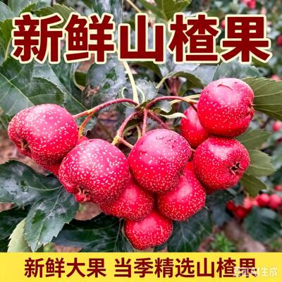 新鲜山楂果5斤山楂鲜果鲜山楂现摘大山楂大金星酸甜山楂果5斤包邮