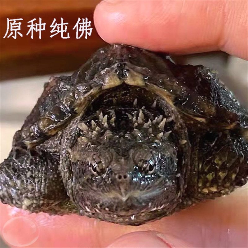 北美小鳄龟活物黑色鳄鱼龟送乌龟活体黄壳杂佛暴刺凶猛淡水观赏龟