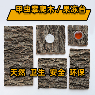 甲虫树皮果冻台攀爬树皮两用独角仙果冻台宠物大兜虫锹甲躲避造景