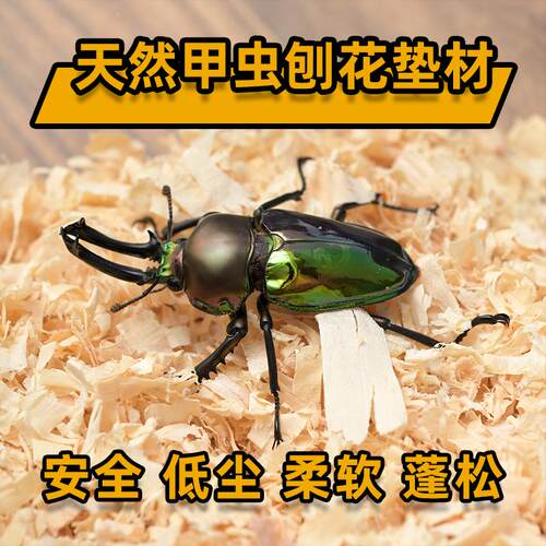 幼虫入门长牙儿童宠物彩虹锹甲