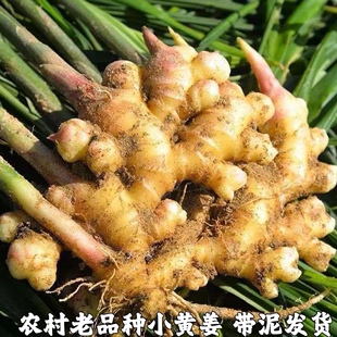 湖北农家正宗小黄姜嫩姜仔新鲜生姜姜芽自种土黄姜种子姜月子包邮