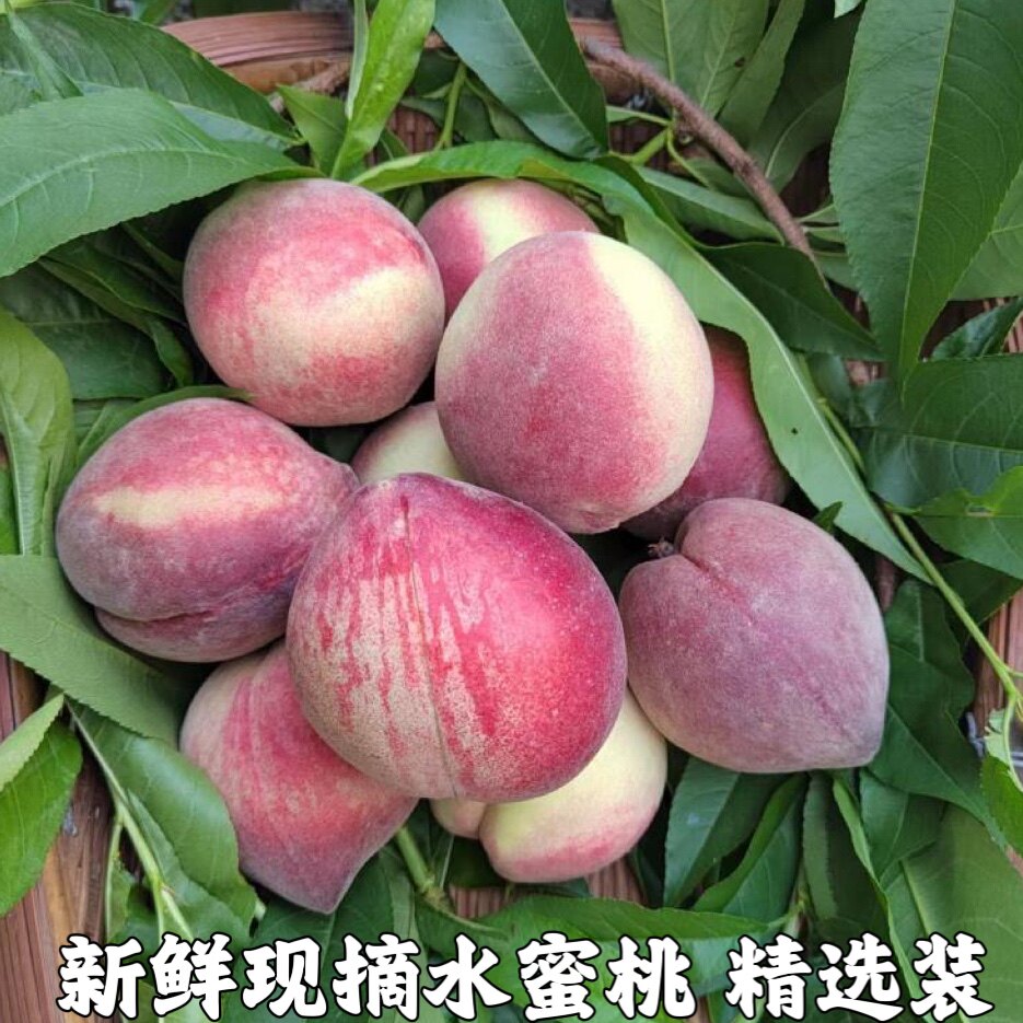水蜜桃桃子水果新鲜当季整箱应季脆桃现摘水果毛桃现季包邮超甜