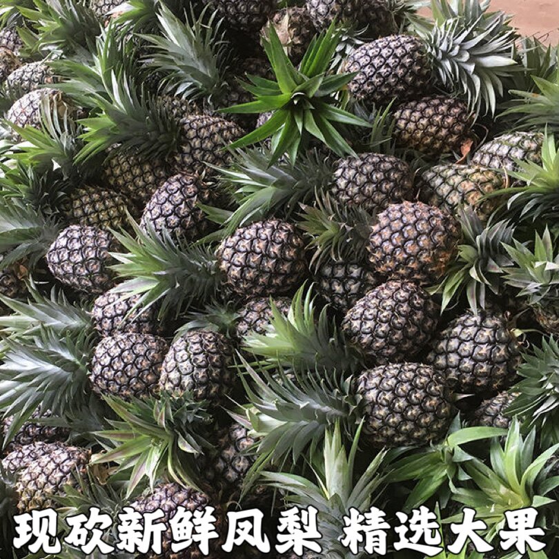 金钻凤梨新鲜水果树上熟青蜜凤梨香水菠萝特产大果手撕无眼整箱