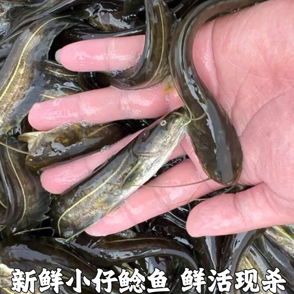 新鲜仔鲢仔鲶小鲶鱼胡子鲶大口鲶鱼本地土鲶鱼河鲶鱼淡水鱼鲜活