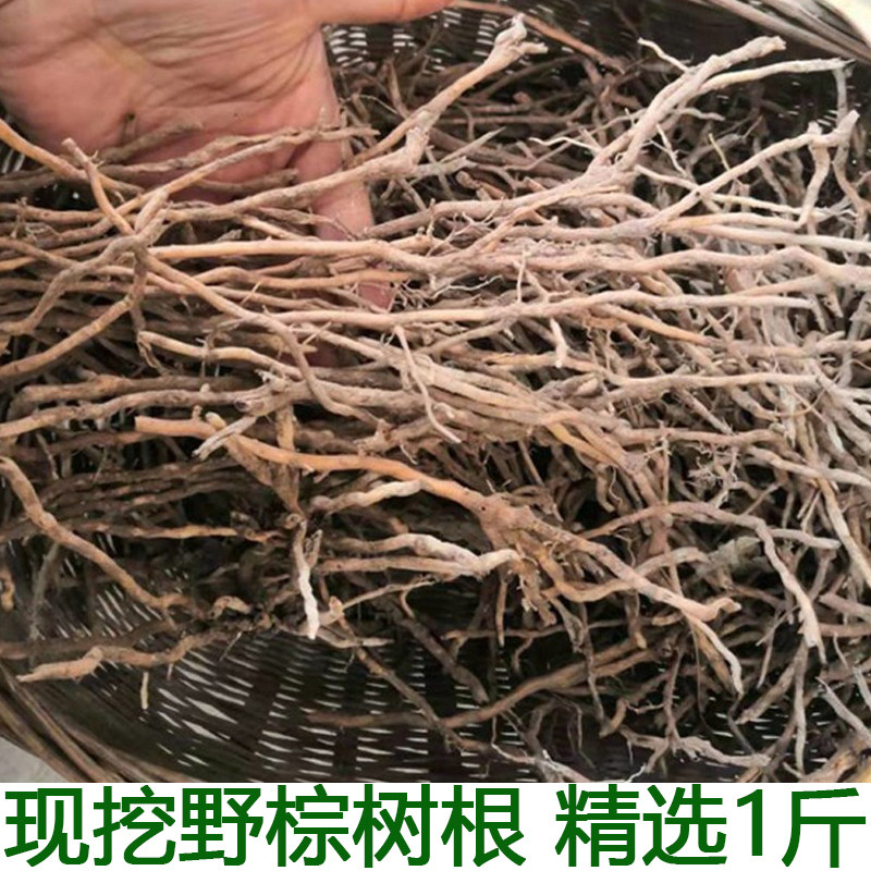棕树野老棕树根棕树根 棕榈树根 野生现挖棕榈根须 马尾棕根生发