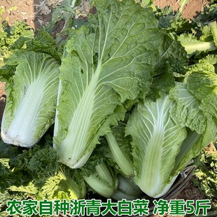 农家自种大白菜青菜绿叶菜白菜新鲜软叶白菜新鲜青杂散叶白菜叶