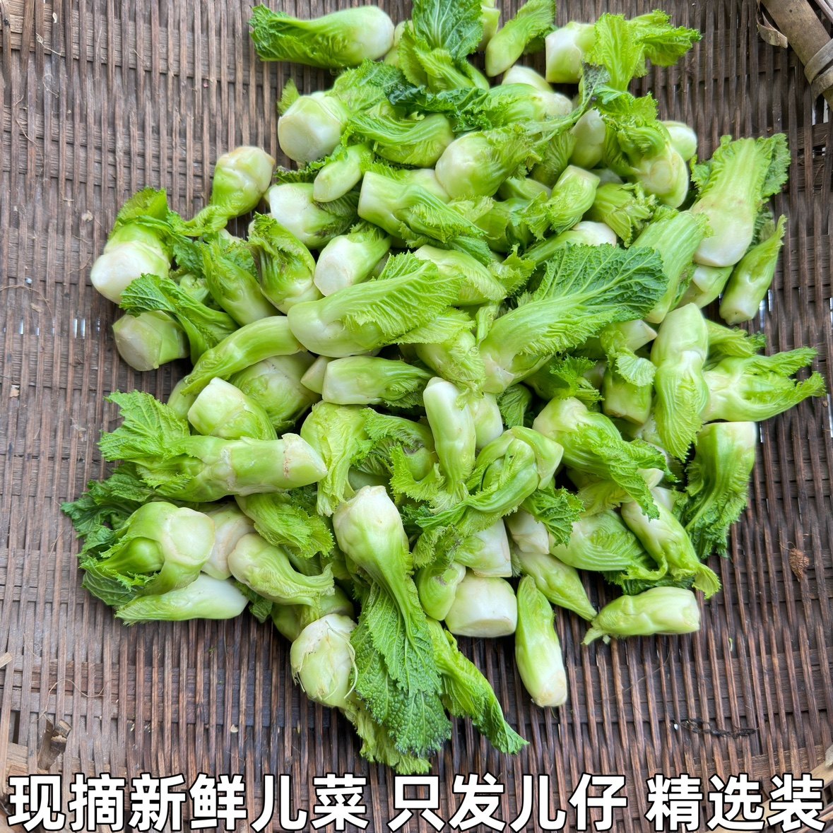 湖北农家自种娃娃菜整颗抱儿菜泡菜原料新鲜儿菜食用时令蔬菜包邮