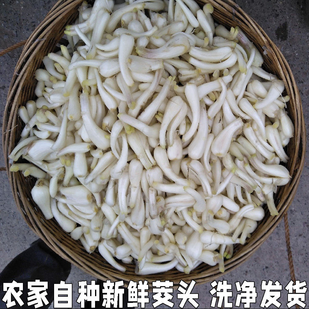 荞头新鲜藠头茭头农家自种现发现挖精选教头蒜白糖醋湖北蔬菜包邮