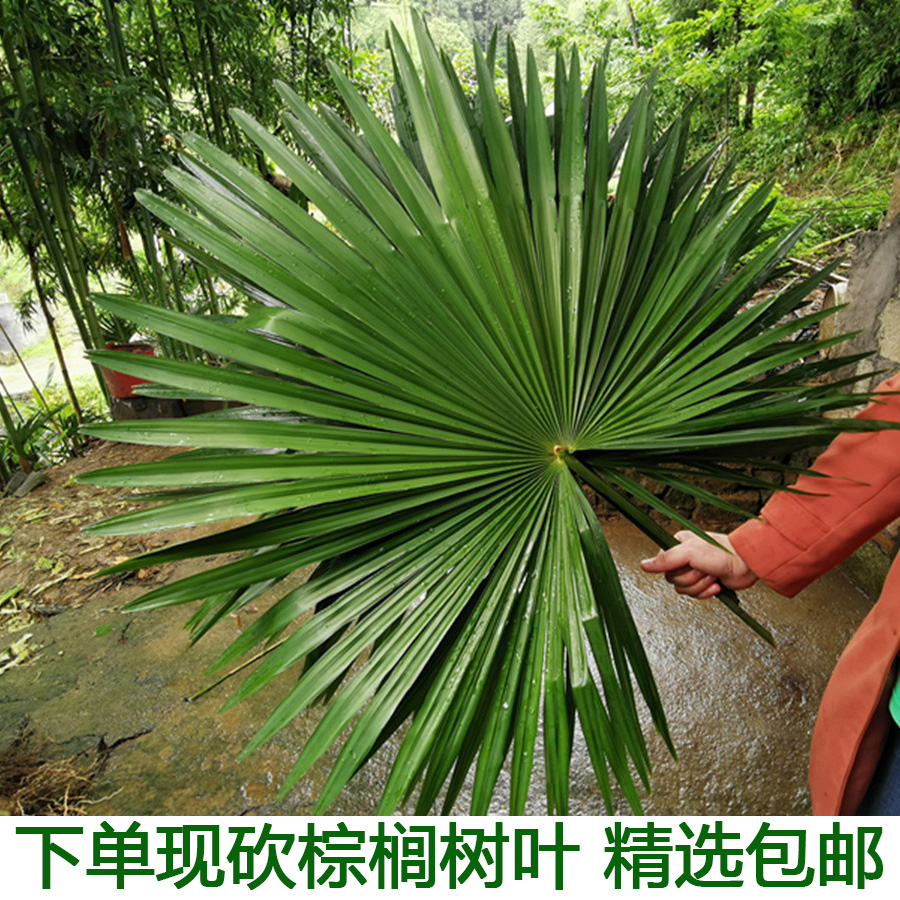 现砍农家新鲜棕树叶 棕榈树叶新鲜 包粽子捆绑绳子粽子绳棕榈树叶