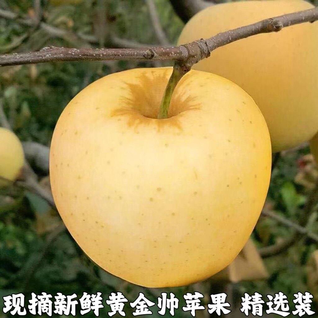 黄金帅刮泥沙金黄色苹果黄元帅金帅新鲜水果黄香蕉甜面包邮