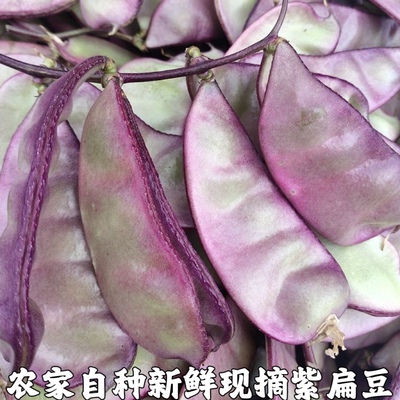 紫扁豆农家露天时令新鲜蔬菜南汇紫扁豆红扁豆扁豆角荚芸豆包邮