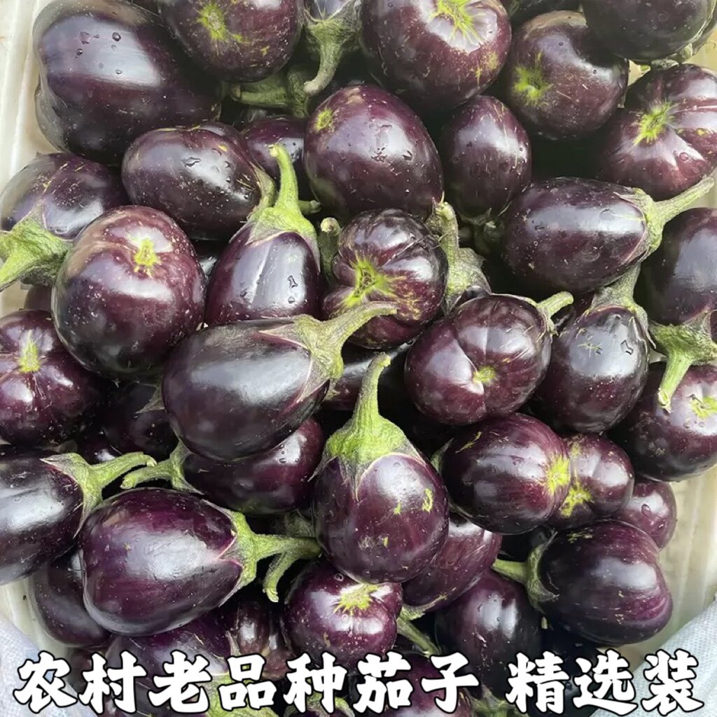 湖北农家自种农家蔬菜紫圆茄子冬茄子老品种紫色椭圆茄子紫皮茄子