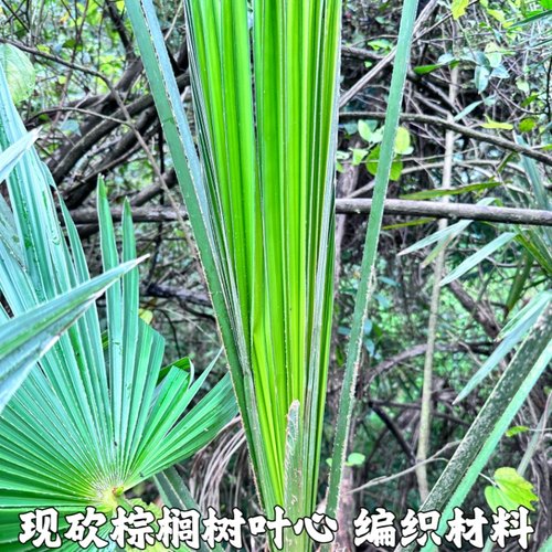棕芯编织蝴蝶蚂蚱新鲜树叶