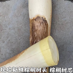 现砍新鲜甜棕树心棕树尖棕榈芯棕树头棕榈心棕榈树树心包邮