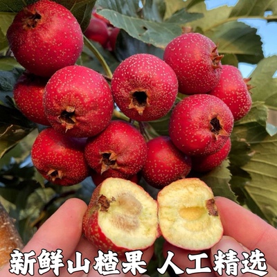 新鲜山楂果山楂新鲜山楂果水果山里红铁山楂冰糖葫芦山楂大果包邮