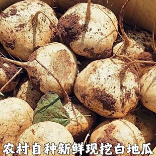 湖北凉薯新鲜现挖白地瓜萝卜农家特产清甜水果沙葛土番薯白心即食