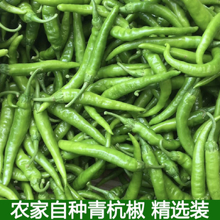 湖北农家现摘新鲜薄皮 本地土辣椒青杭椒微辣虎皮辣椒5斤包邮