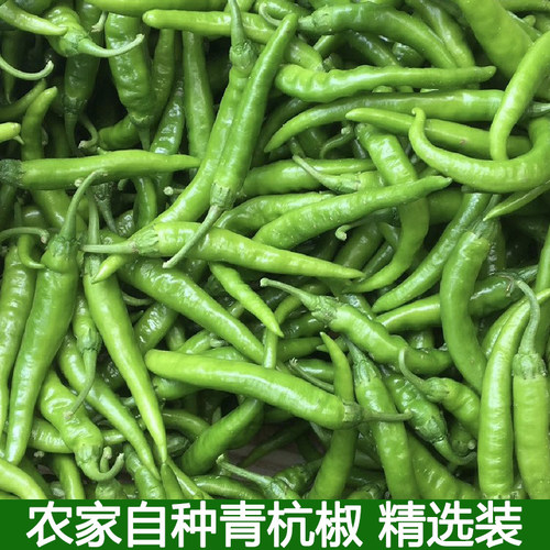 湖北农家现摘新鲜薄皮本地辣椒