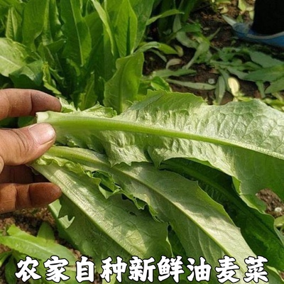 湖北农家自种油麦菜新鲜蔬菜时令绿叶菜火锅青菜沙拉健身笋尖包邮