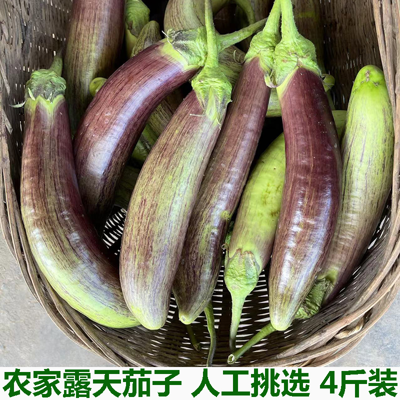 新鲜冰川茄子花茄子面包茄子竹丝茄子脆皮糯长茄子酒店食材包邮